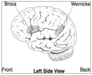 a diagram of Broca's and Wernicke's areas in the brain.