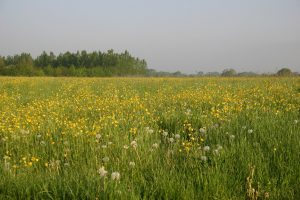 Buttercup meadow