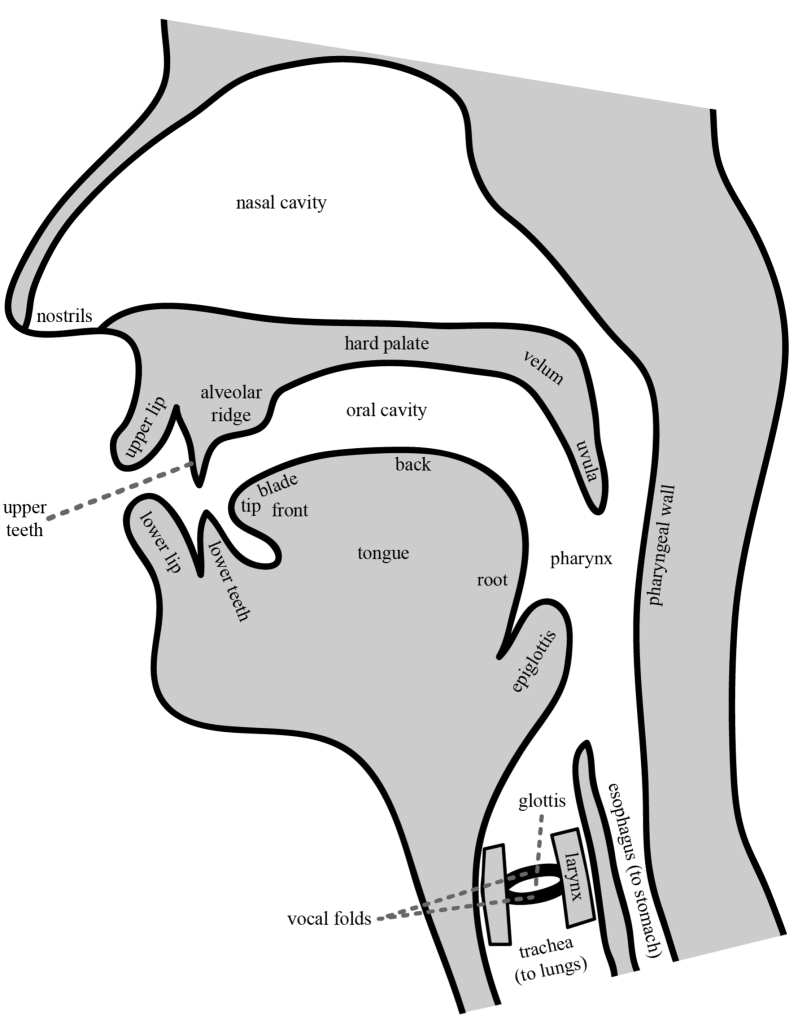 Speech Articulators – ENGL6360 Descriptive Linguistics for Teachers